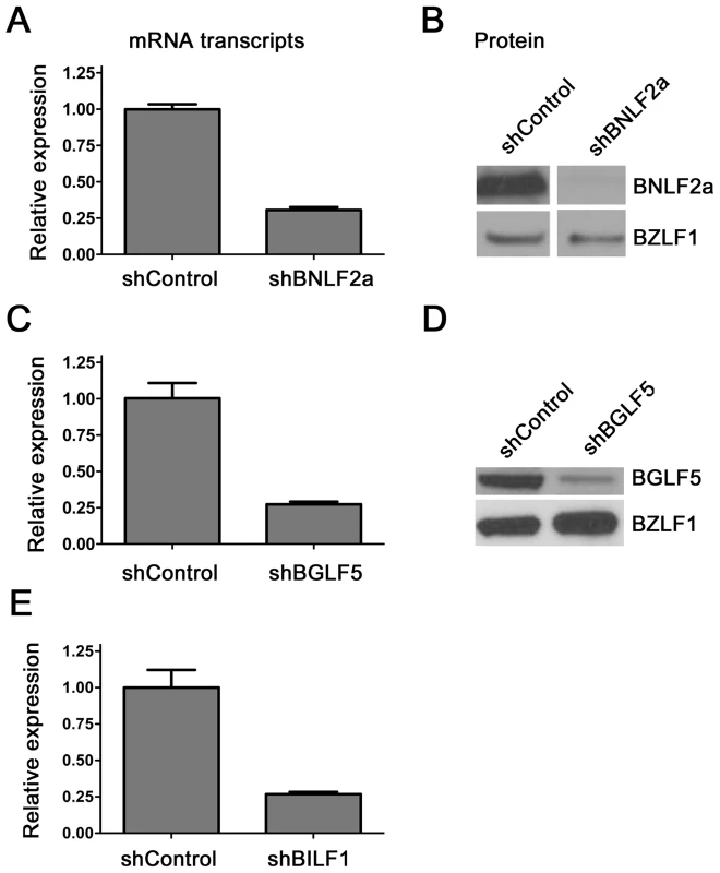 Knockdown of BNL2a, BILF1 and BGLF5 in transduced LCLs.