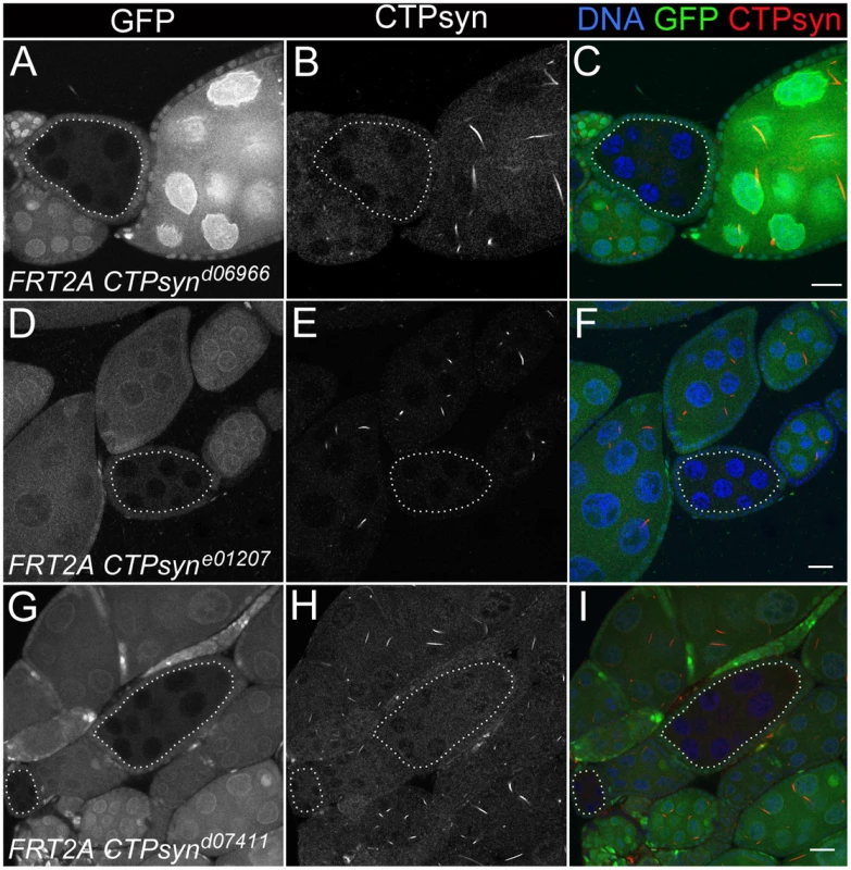 Clonal analysis of three CTPsyn mutations in adult ovaries.