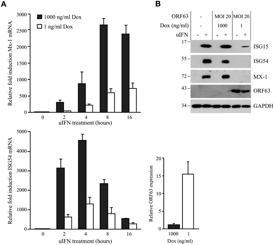 SVV ORF63 inhibits IFN-stimulated gene expression.