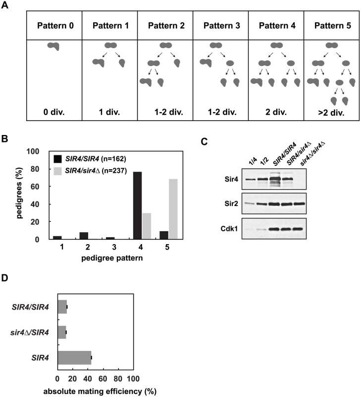 Reduced Sir4 abundance causes delays in <i>de novo</i> establishment of heterochromatin.