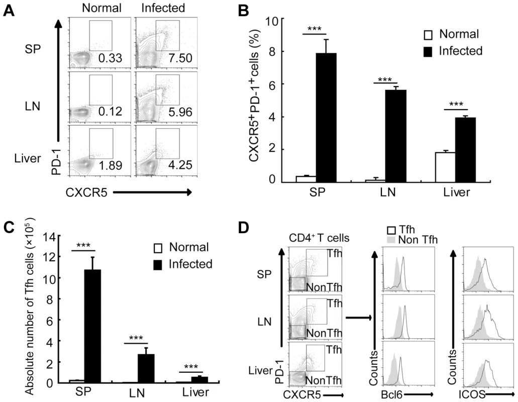 <i>S. japonicum</i> infection drives Tfh cell generation.