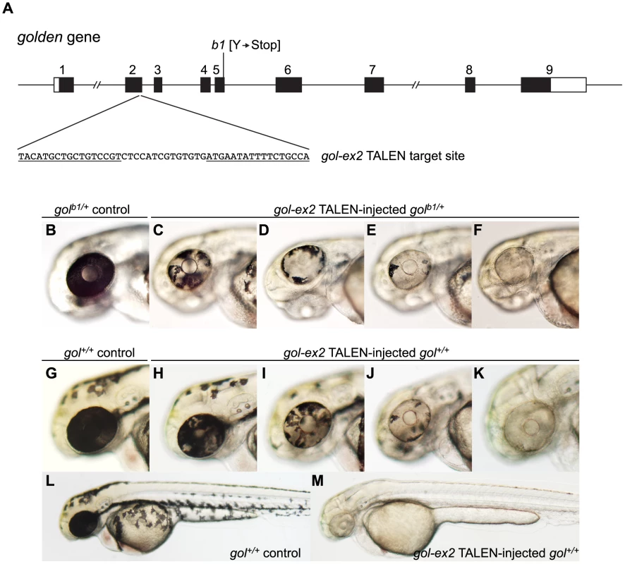 Induction of somatic <i>golden</i> mutations with TALENs.