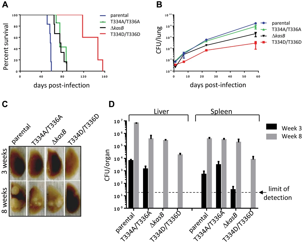 Infection of immunocompromised SCID mice with <i>M. tuberculosis kasB</i> isogenic mutants. (A) Survival curves in infected SCID mice.