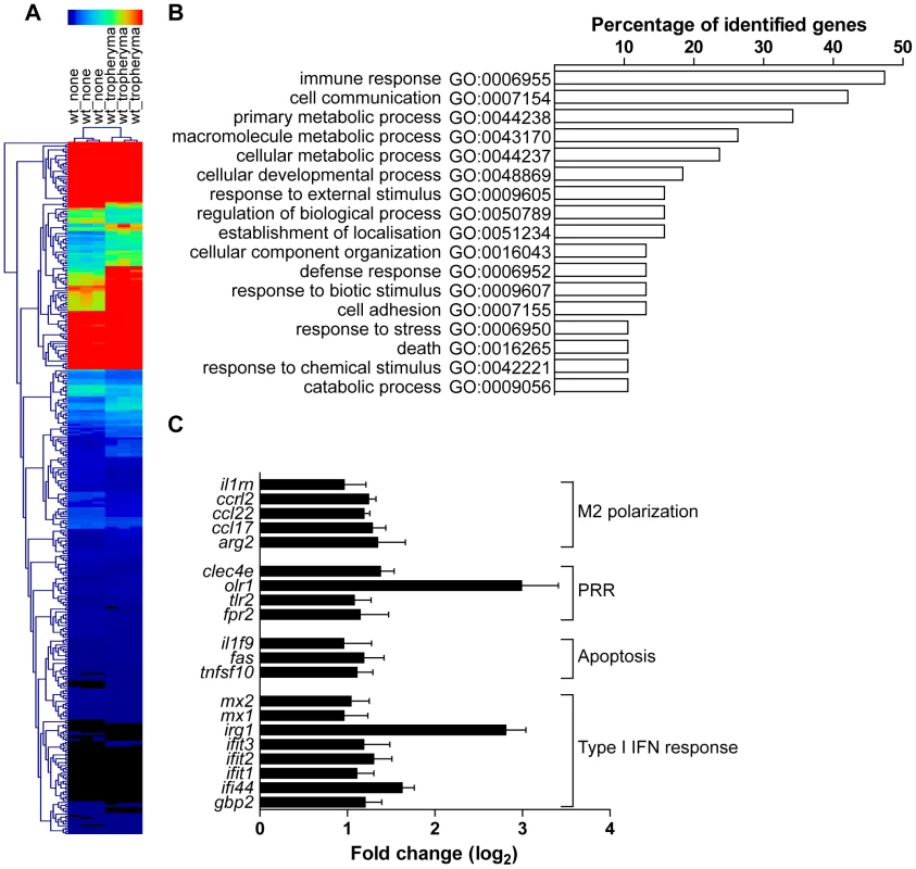 Transcriptional program induced <i>T. whipplei</i> in BMDM.