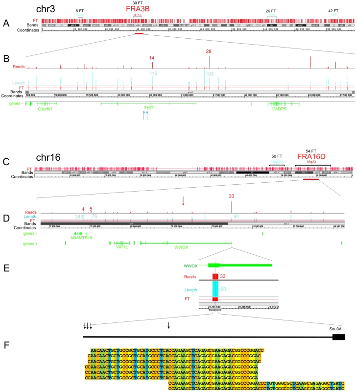 Overviews of chromosomes 3 and 16, which contain the FRA3B and FRA16D regions.
