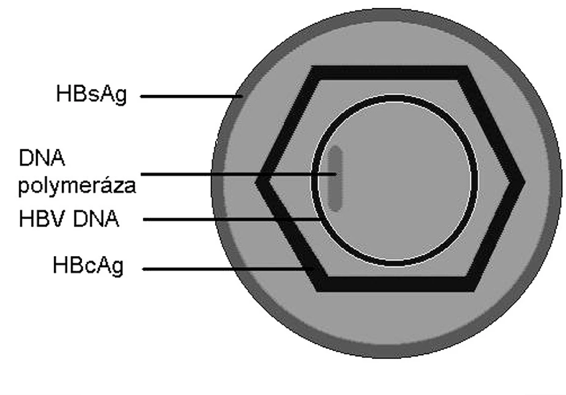 Struktura HBV (Daneova částice).