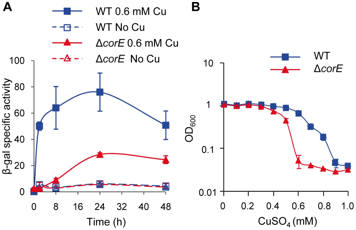 CorE is involved in copper homeostasis.