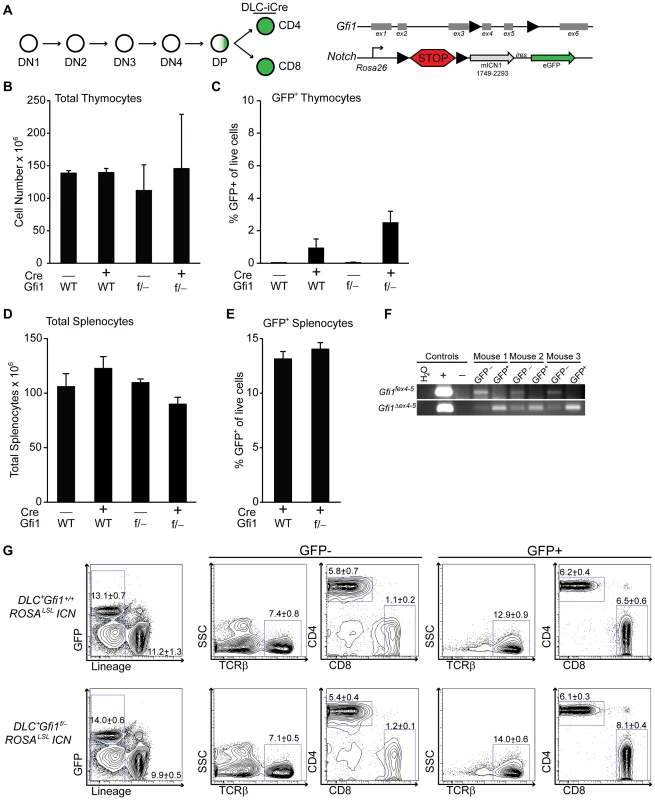 Peripheral T cells do not require Gfi1 for Notch activation.