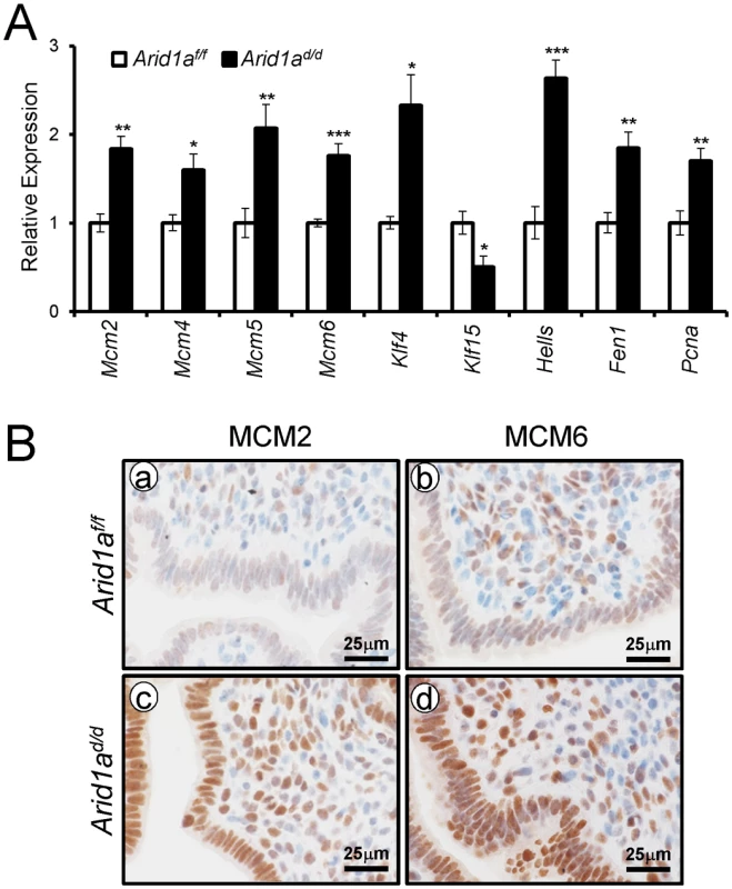 The confirmation of dysregulated genes by <i>Arid1a</i> ablation.
