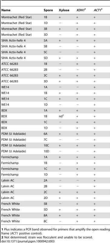 Presence of <i>XDH1</i> in xylose positive progeny.