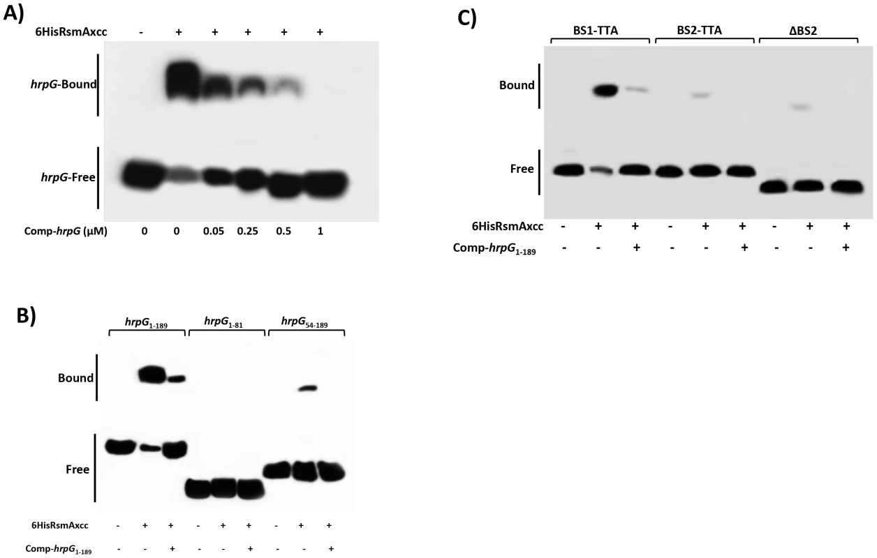 Gel mobility shift analysis for mapping the RsmA binding sites within the <i>hrpG</i> transcript.