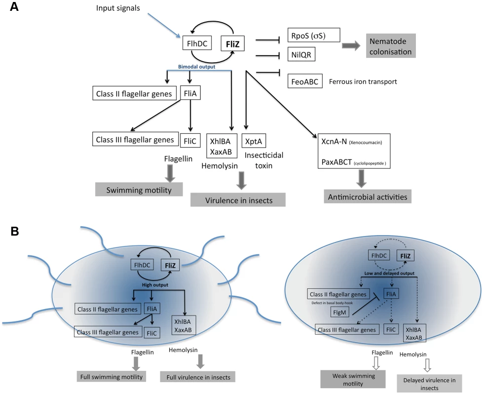 Model summarizing the FliZ regulon and FliZ-modulated cell heterogeneity in <i>X. nematophila</i>.