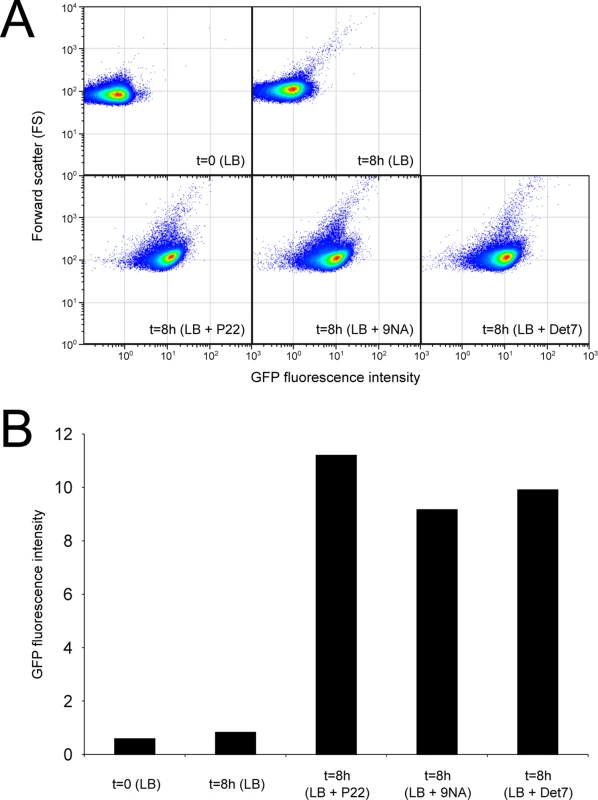 Flow cytometry analysis of <i>opvAB</i><sup>OFF</sup> and <i>opvAB</i><sup>ON</sup> subpopulations.