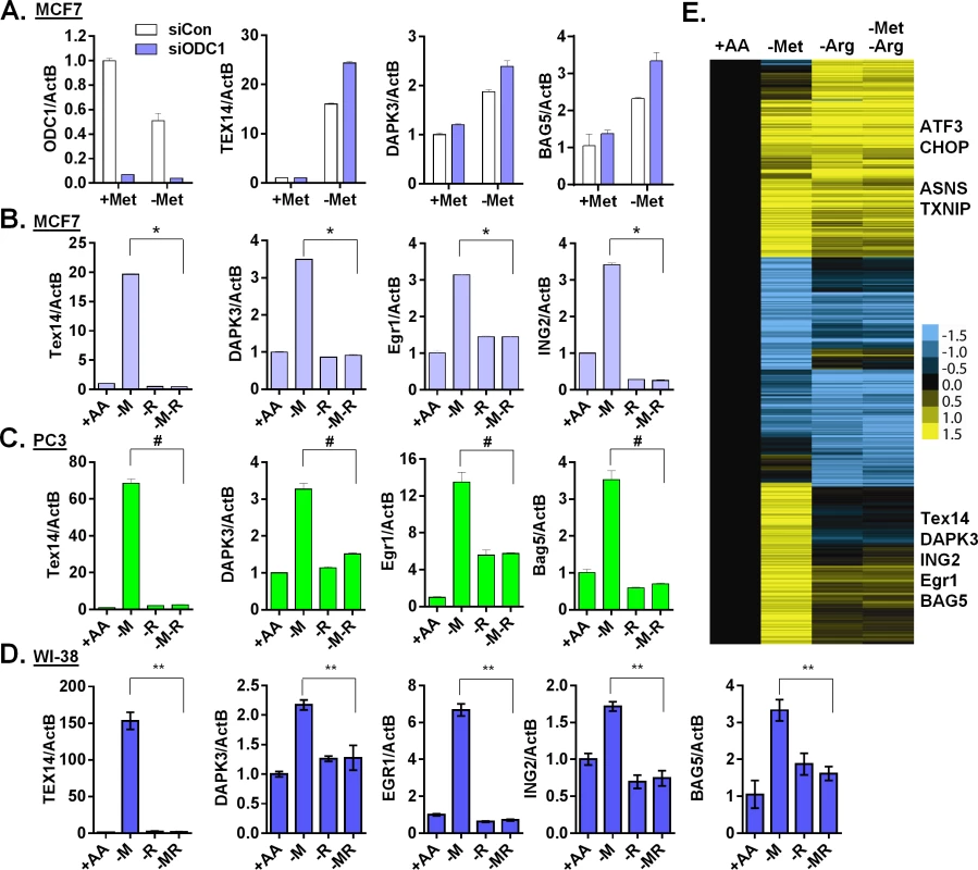 Arginine is required for the methionine-specific transcriptional response.