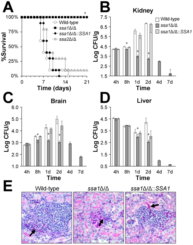 Ssa1 is required for normal virulence during hematogenously disseminated candidiasis.