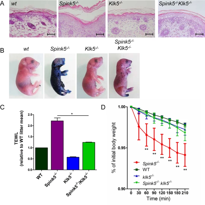 Skin barrier function is restored by Klk5 knockout.