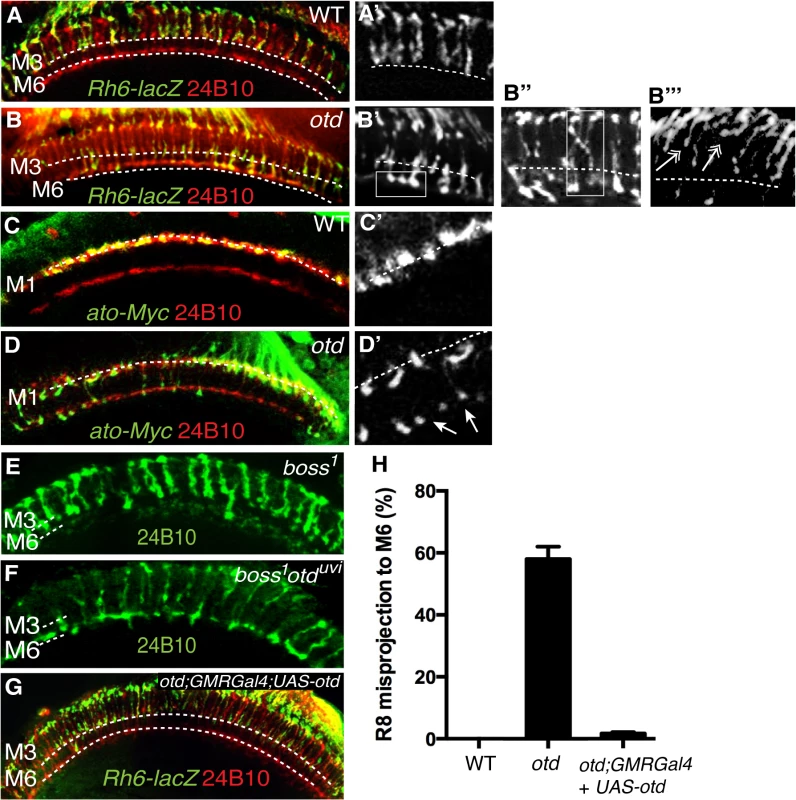 <i>otd</i> is required for R8 synaptic-layer targeting.