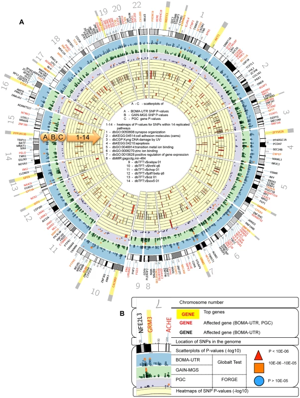 (A) Circos plots integrating the Global Test and FORGE analysis and heatmaps for the levels of single nucleotide polymorphism (SNP)- and gene significance.