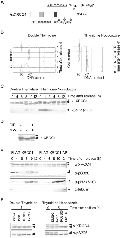 M-phase specific phosphorylation of XRCC4.