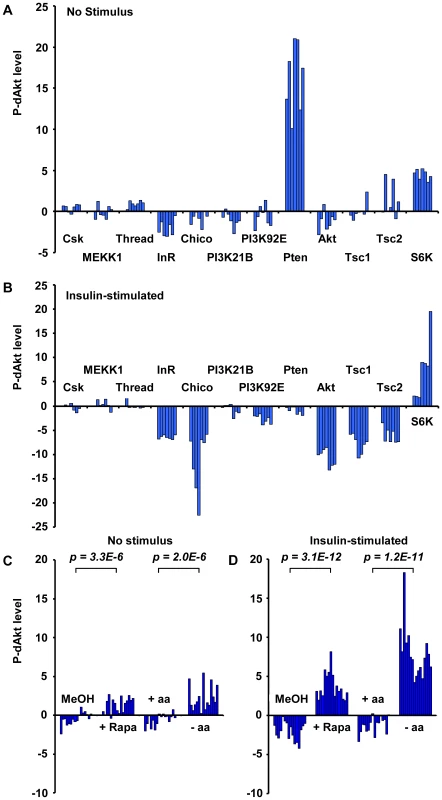 Phosphorylation of Akt is regulated by the activity of the InR-PI3K as well as the Tsc1/Tsc2-TOR signaling branch.