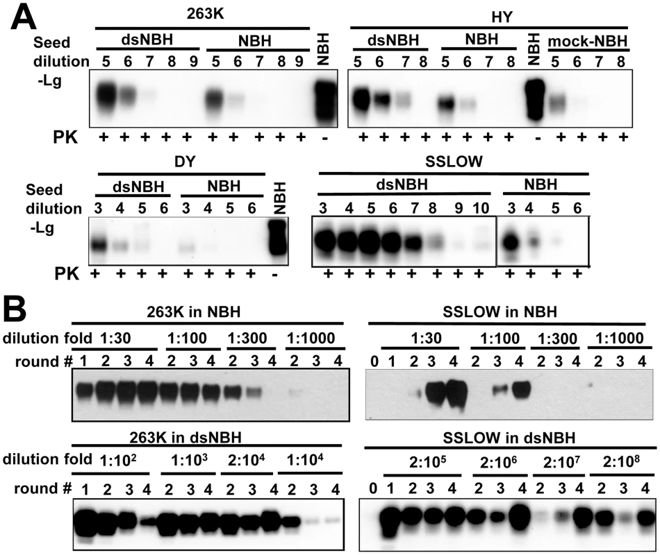 De-sialylation of PrP<sup>C</sup> increases the rate of PrP<sup>Sc</sup> amplification in PMCAb.