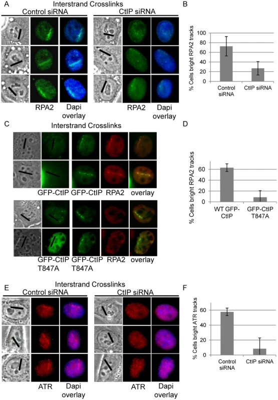 CtIP depletion reduces RPA and ATR accumulation at ICLs.