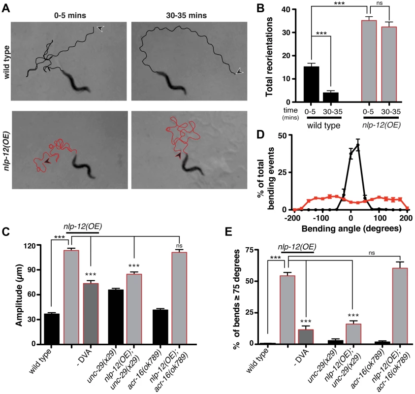 Elevated NLP-12 signaling induces a chronic local search-like state.
