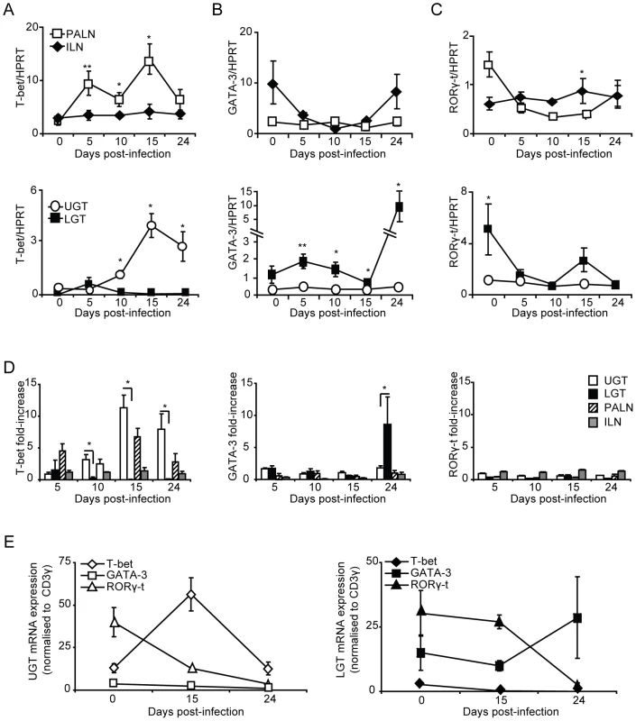T-bet dominates the upper genital tract, while GATA-3 is upregulated in the lower genital tract.