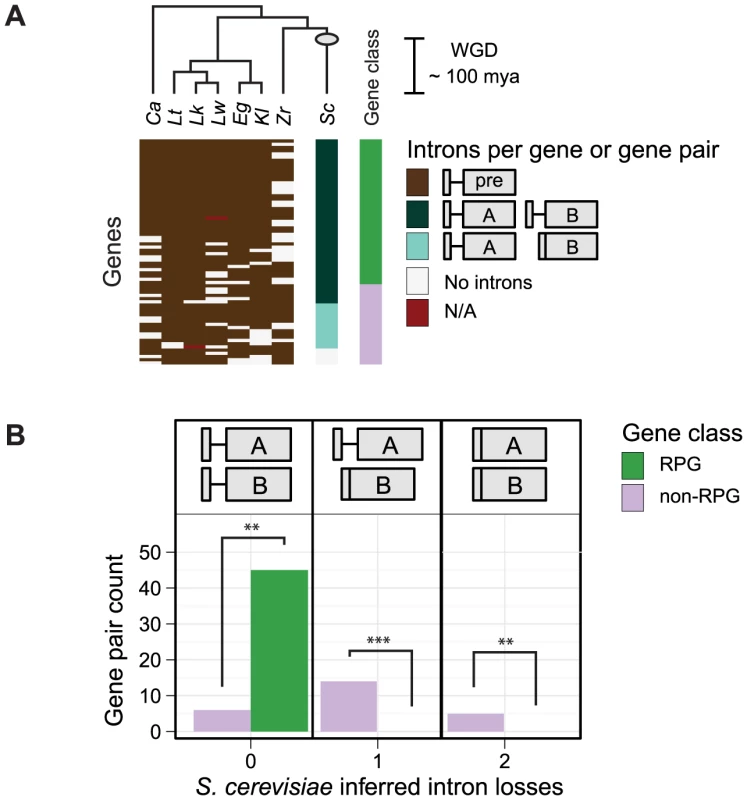 Biased intron loss in hemiascomycetous yeasts after the recent whole-genome duplication event.