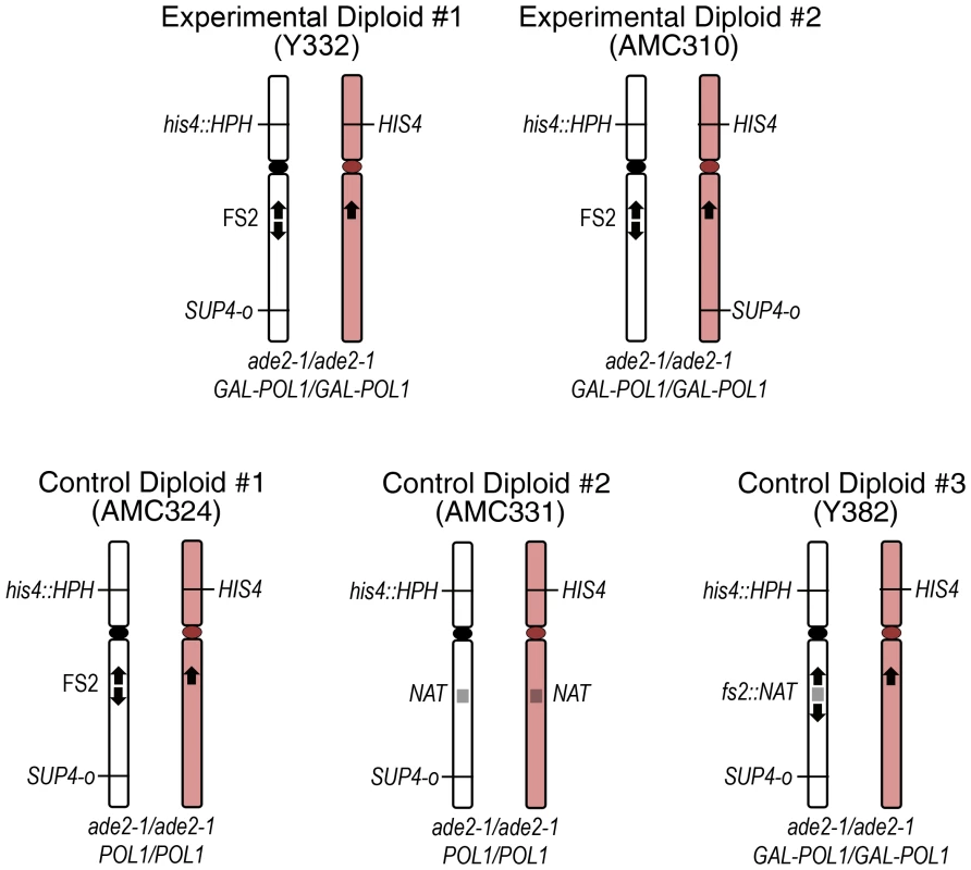 Diploids used for analysis of mitotic recombination events.