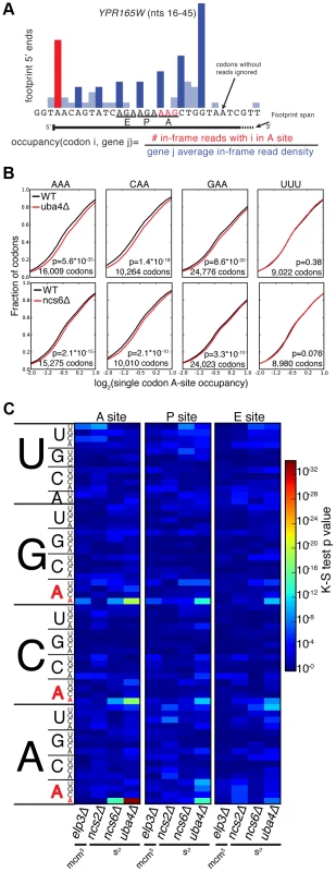 A single-codon occupancy metric shows that ribosome footprint accumulations at AAA, CAA, and GAA are statistically significant.