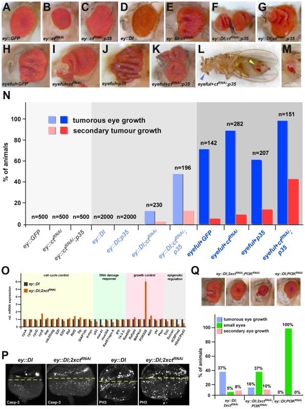 The Ct switch function represents a cancer prevention mechanism.