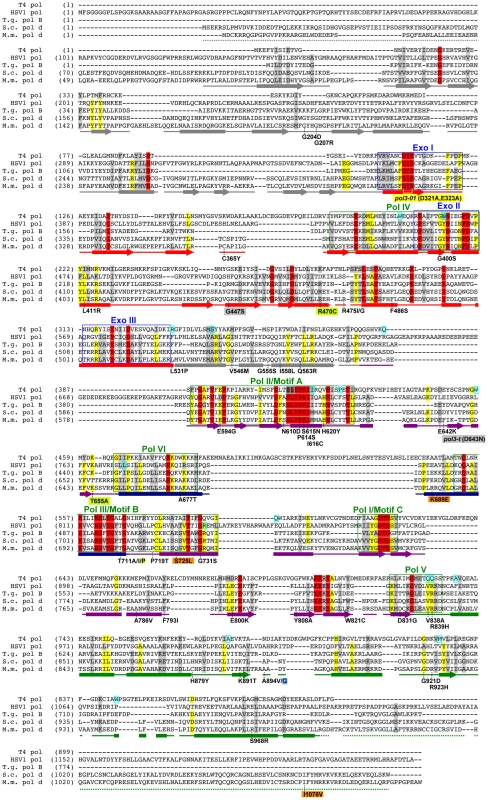 Amino-acid changes in Pol δ <i>eex</i> mutants.