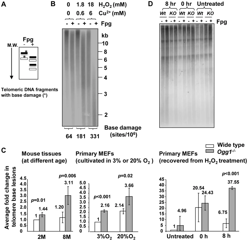 Increased level of Fpg-sensitive DNA lesions in telomeres in <i>Ogg1</i>-deficient mouse tissues and cells.