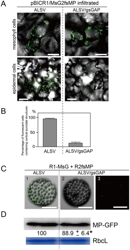 Gene silencing of <i>NbGAPDH-A</i> inhibits the localization of RCNMV MP to the cortical VRCs.