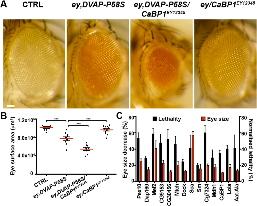 Enhancers of the DVAP-P58S eye phenotype.