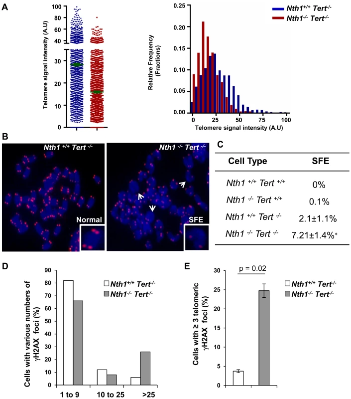 Telomere length and DNA damage foci in <i>Nth1<sup>+/+</sup>Tert<sup>−/−</sup></i> and <i>Nth1<sup>−/−</sup>Tert<sup>−/−</sup></i> mouse cells.