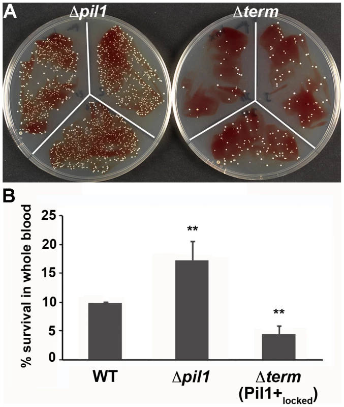 Whole blood survival of <i>S. gallolyticus</i> UCN34 WT, Δ<i>pil1</i>, and Δ<i>term</i> (Pil1+<sub>locked</sub>) strains.