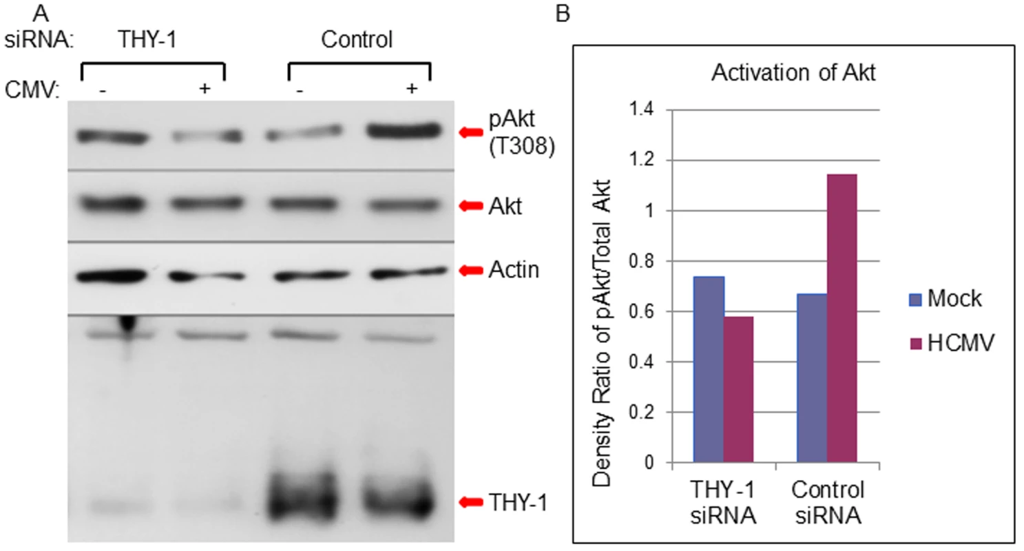 Down-regulation of THY-1 expression blocks HCMV-induced activation of Akt MRC-5 cells were nucleofected with THY-1 specific or control non-targeting siRNAs as described in <em class="ref">Fig 1</em>.