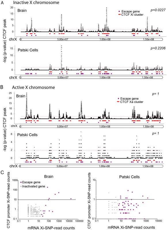 Xi-associated but not Xa-associated CTCF peak clusters co-localize with escape regions.