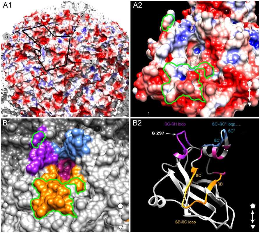 Putative ligand-binding pocket.