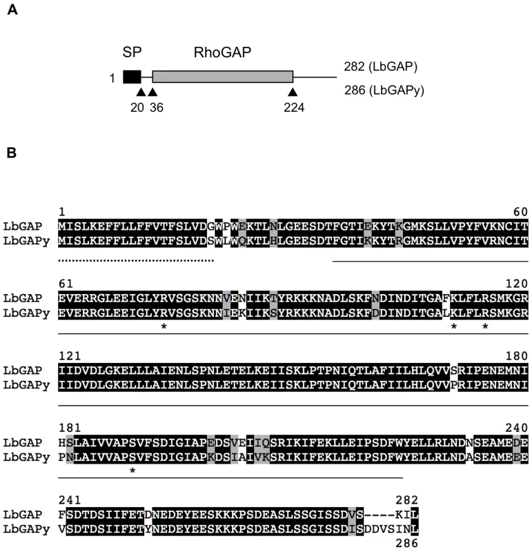 Sequence analysis of LbGAPy, the LbGAP homolog from the ISy <i>L. boulardi</i> line.