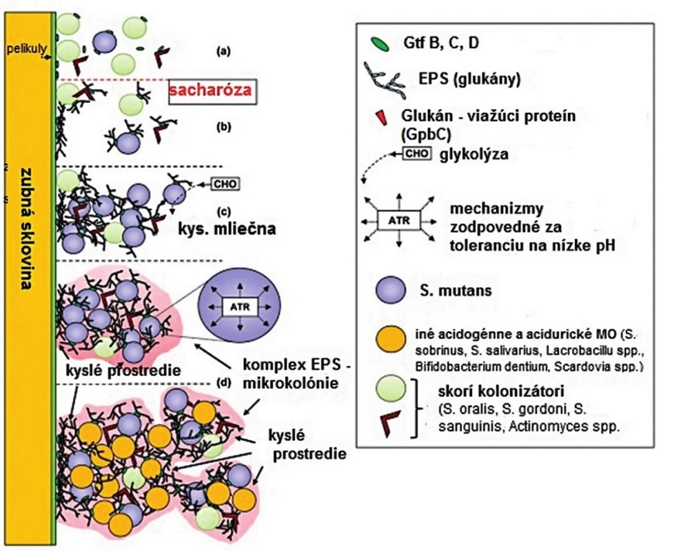 <em>In situ</em> syntéza exopolysacharidov a formovanie matrixu kariogénneho biofilmu
Upravené podľa Koo et al., 2013 [82]
Figure 4. <em>In situ</em> synthesis of exopolysaccharides and matrix formation of cariogenic biofilm
Adapted from Koo et al., 2013 [82]