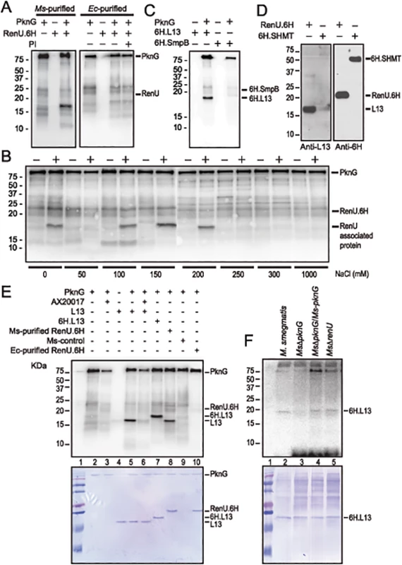 L13, a ribosomal protein associated with RenU, is phosphorylated by PknG.