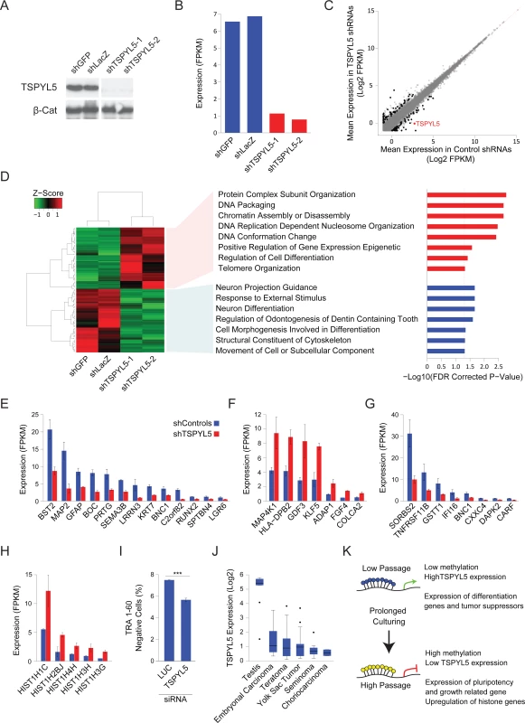 Gene expression analysis upon <i>TSPYL5</i> knockdown shows its importance in differentiation.
