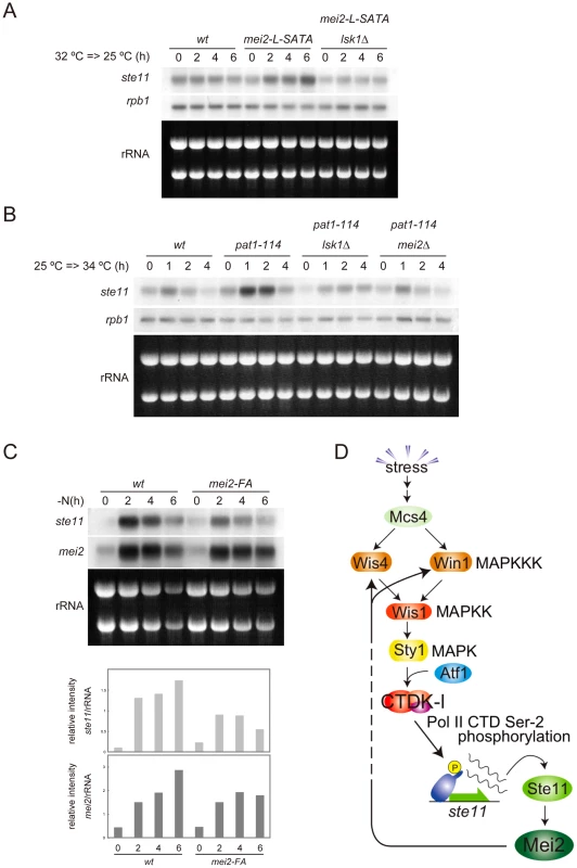 Activated Mei2 enhances expression of <i>ste11</i> via CTDK-I.