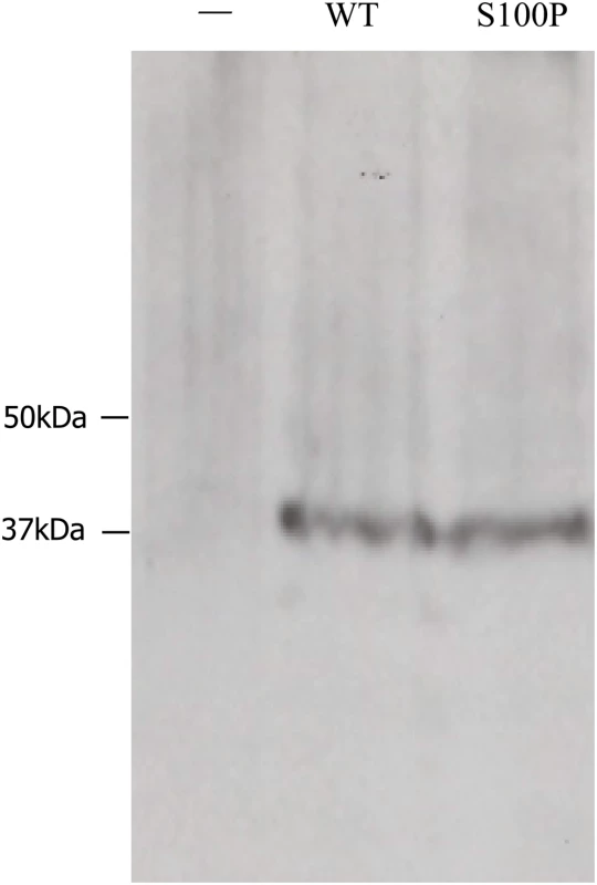 Blot overlay analysis of CA8-ITPR1 binding.