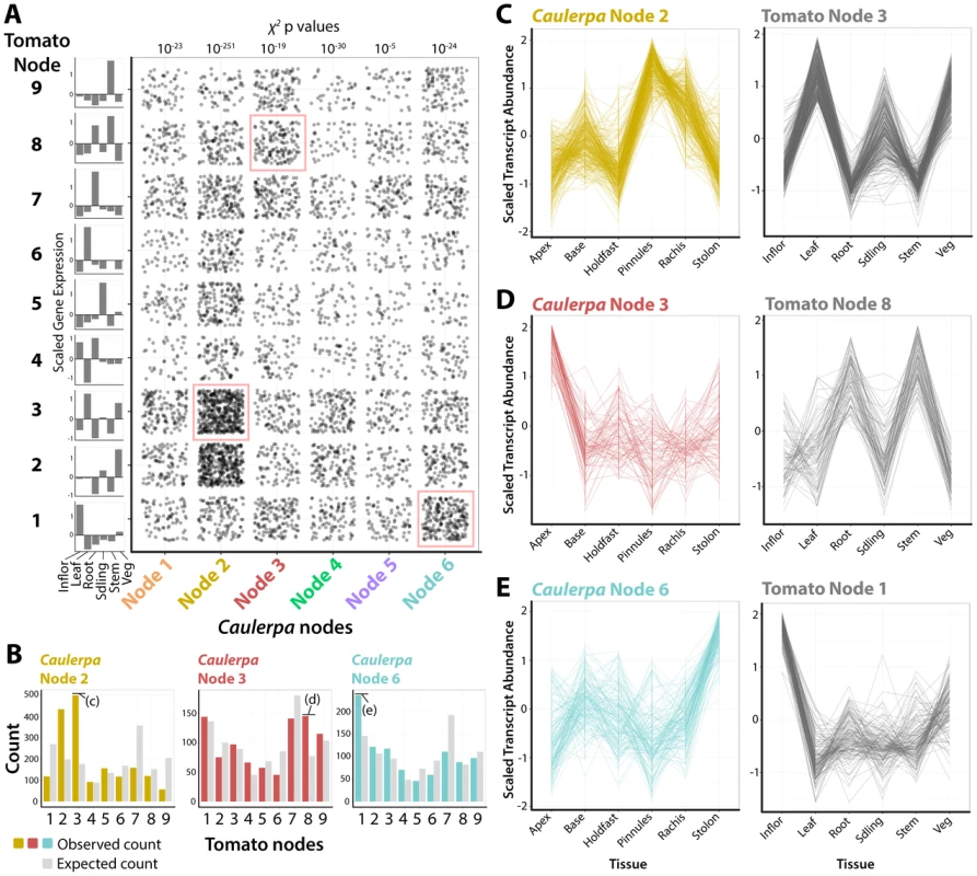 Recurrent recruitment of transcript accumulation to morphological structures in a land plant and <i>Caulerpa</i>.