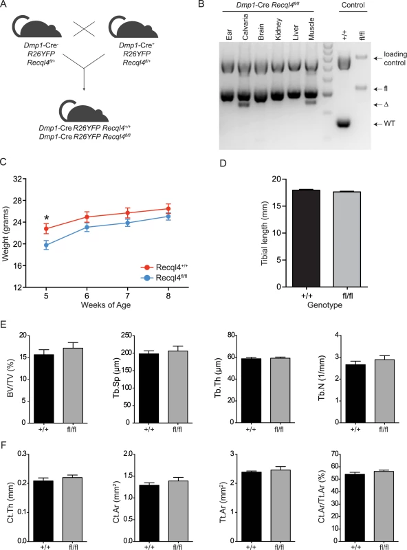 <i>Dmp1</i>-Cre <i>Recql4</i><sup><i>fl/fl</i></sup> mice do not display a bone phenotype.