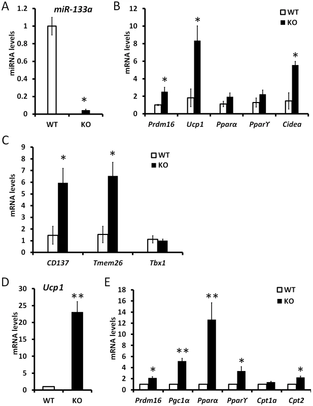 Mutation of miR-133a predispose white preadipocytes to become adaptive beige adipocytes upon differentiation.